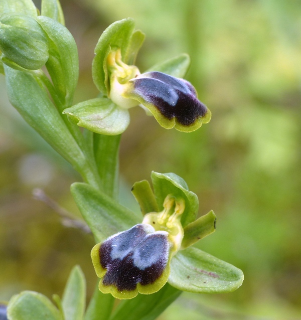 Orchidee di Creta: tra mitologia, montagne e natura, marzo 2015